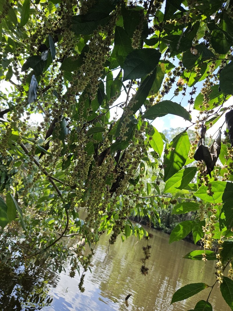 Homalium guianense photo 2