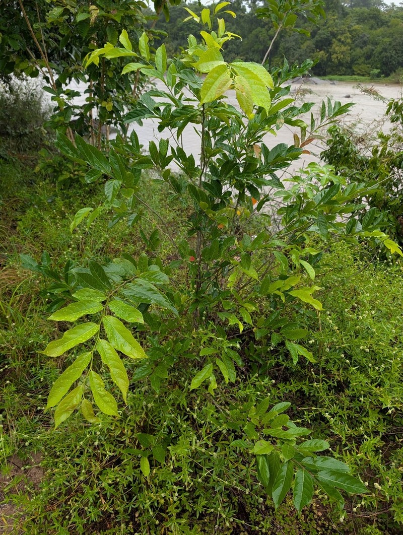 Homalium guianense photo 3