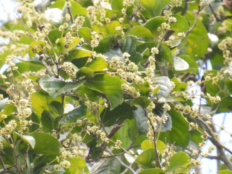 Homalium guianense photo 5