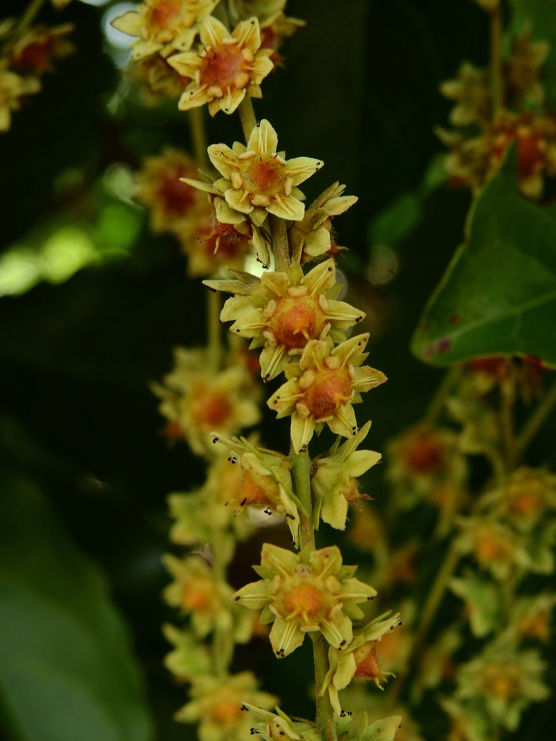 Homalium guianense photo 6