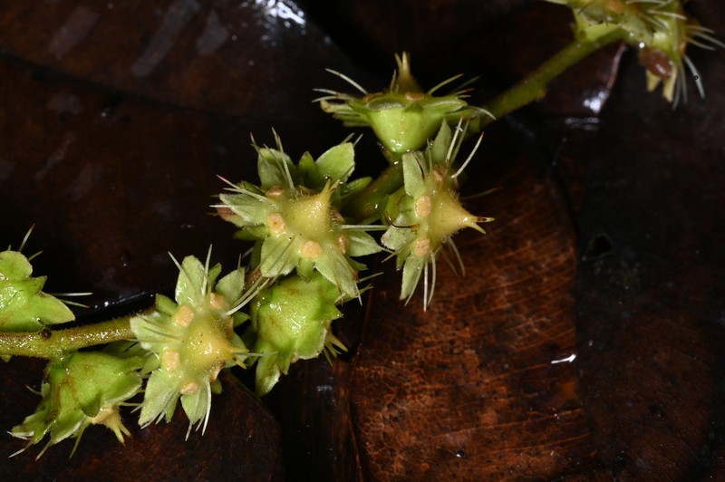 Homalium guianense photo 7