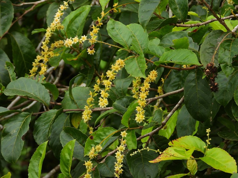 Homalium guianense photo 8