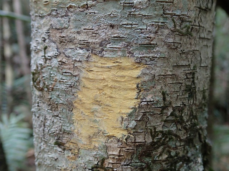 Homalium guillainii