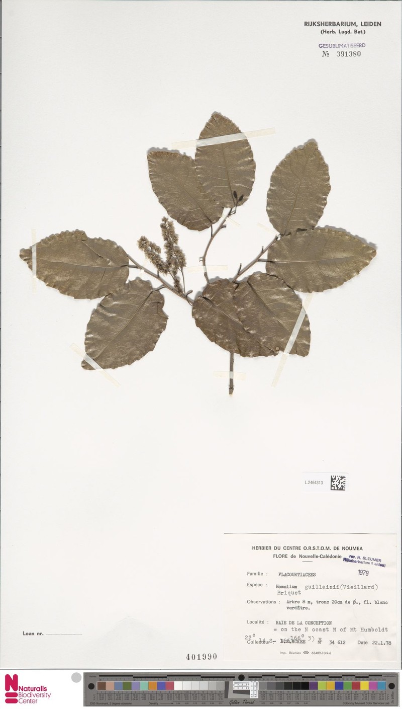 Homalium guillainii photo 2
