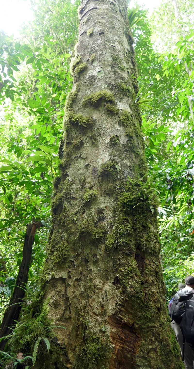 Homalium henriquesii