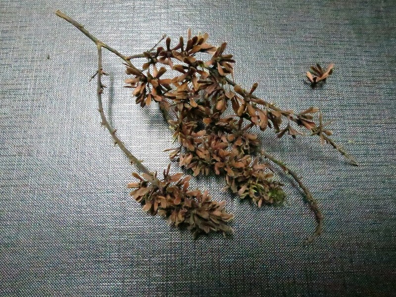 Homalium henriquesii photo 2