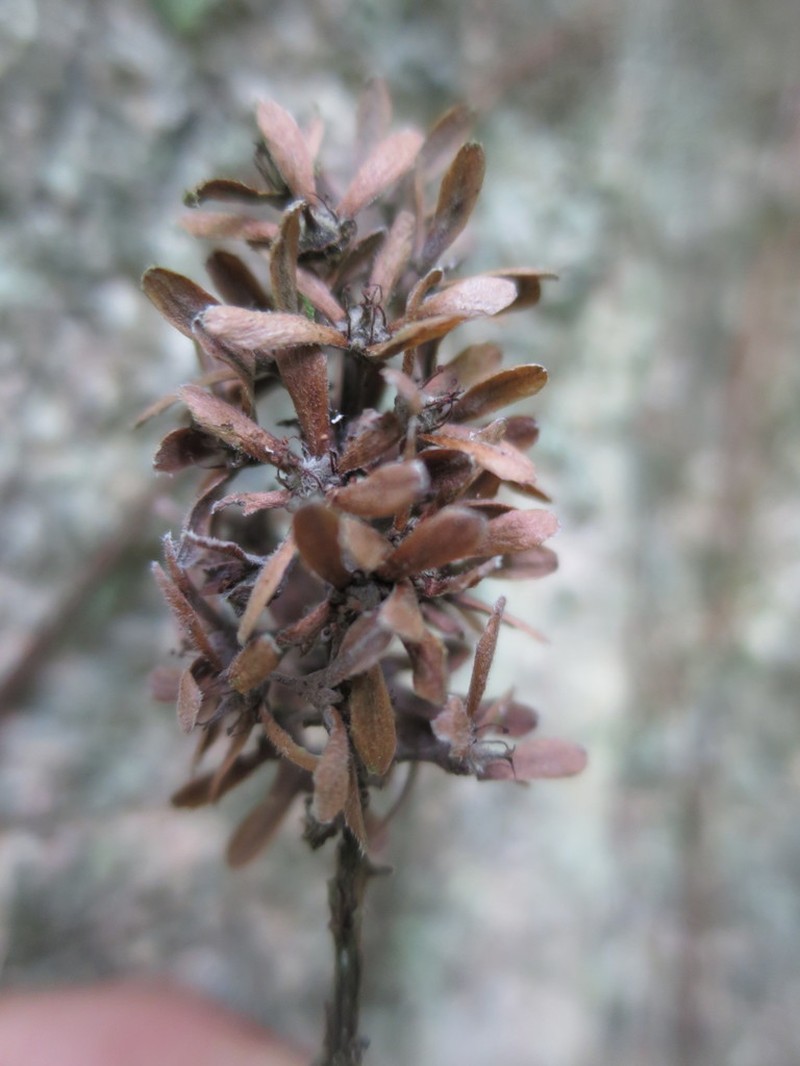 Homalium henriquesii photo 3