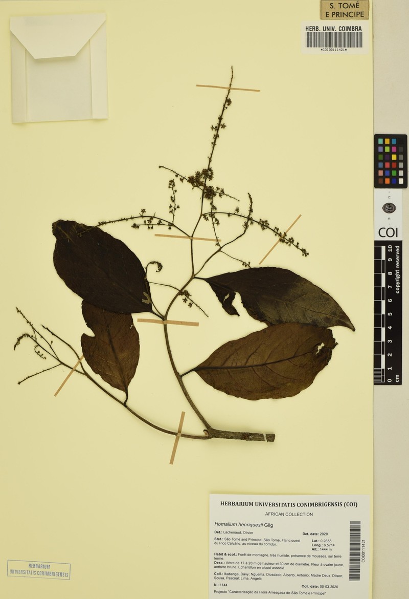 Homalium henriquesii photo 4