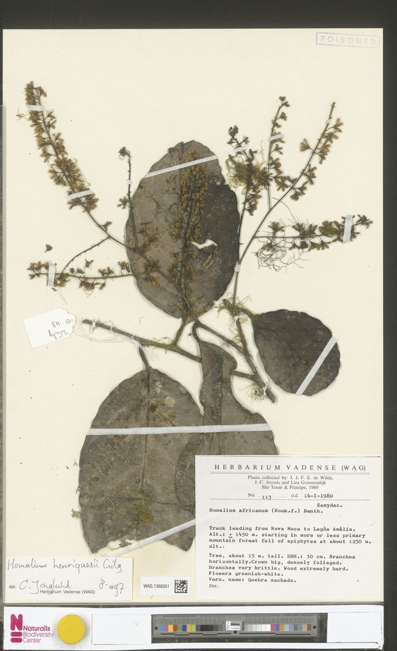 Homalium henriquesii photo 5