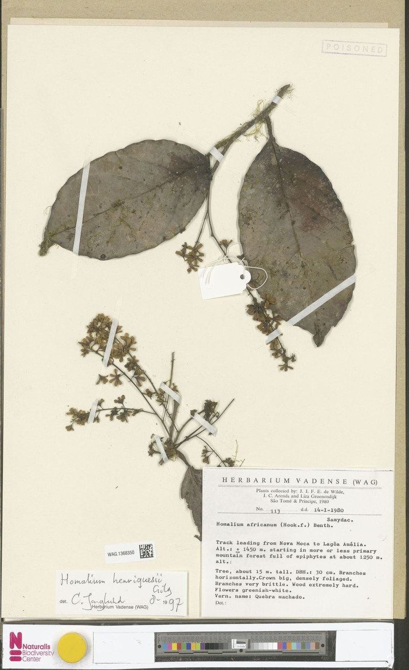 Homalium henriquesii photo 6