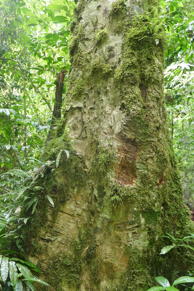 Homalium henriquesii photo 7