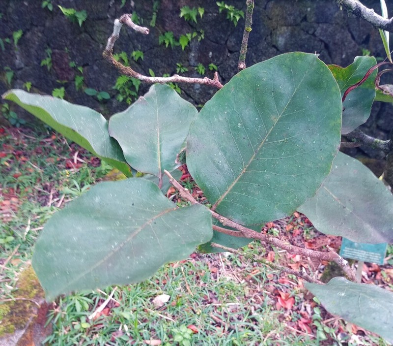 Homalium integrifolium