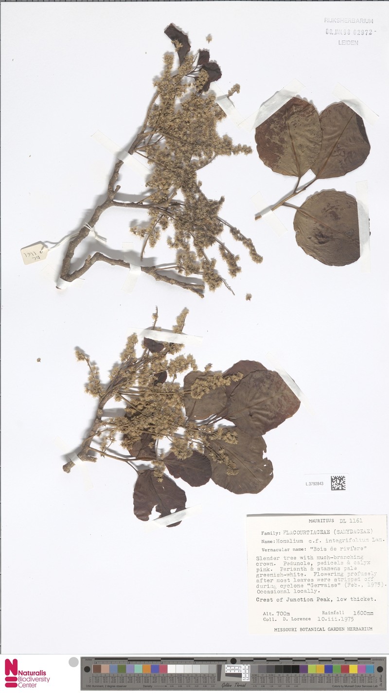 Homalium integrifolium photo 2