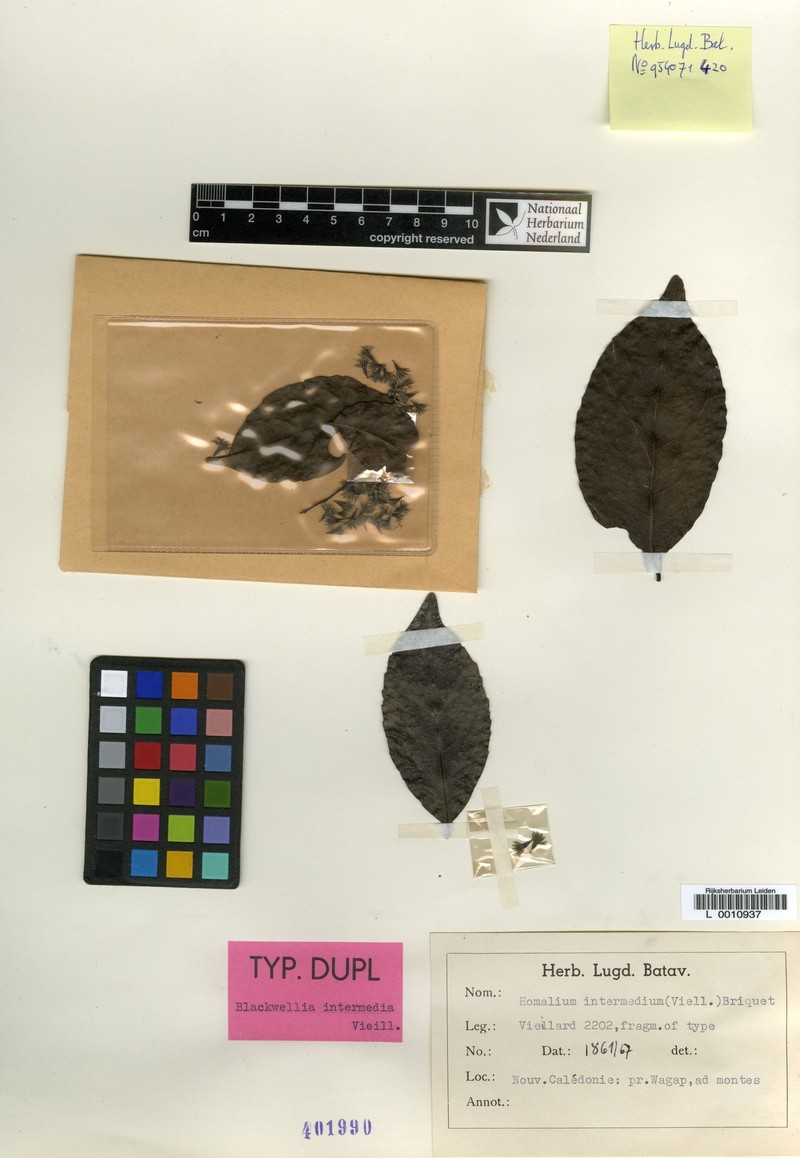 Homalium intermedium