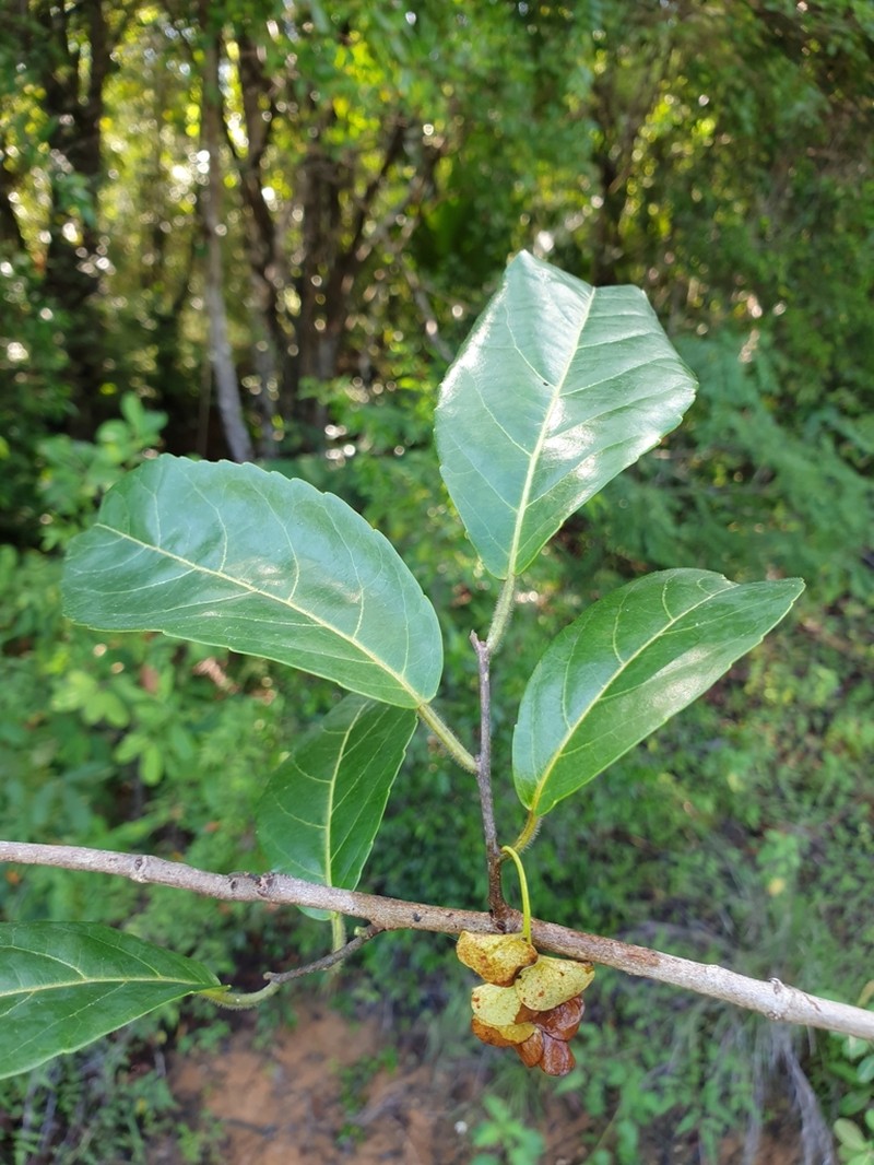Homalium involucratum photo 3