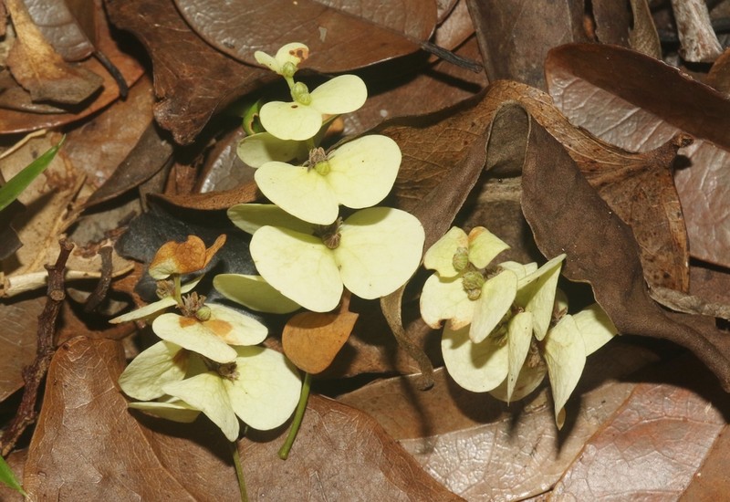 Homalium involucratum photo 4