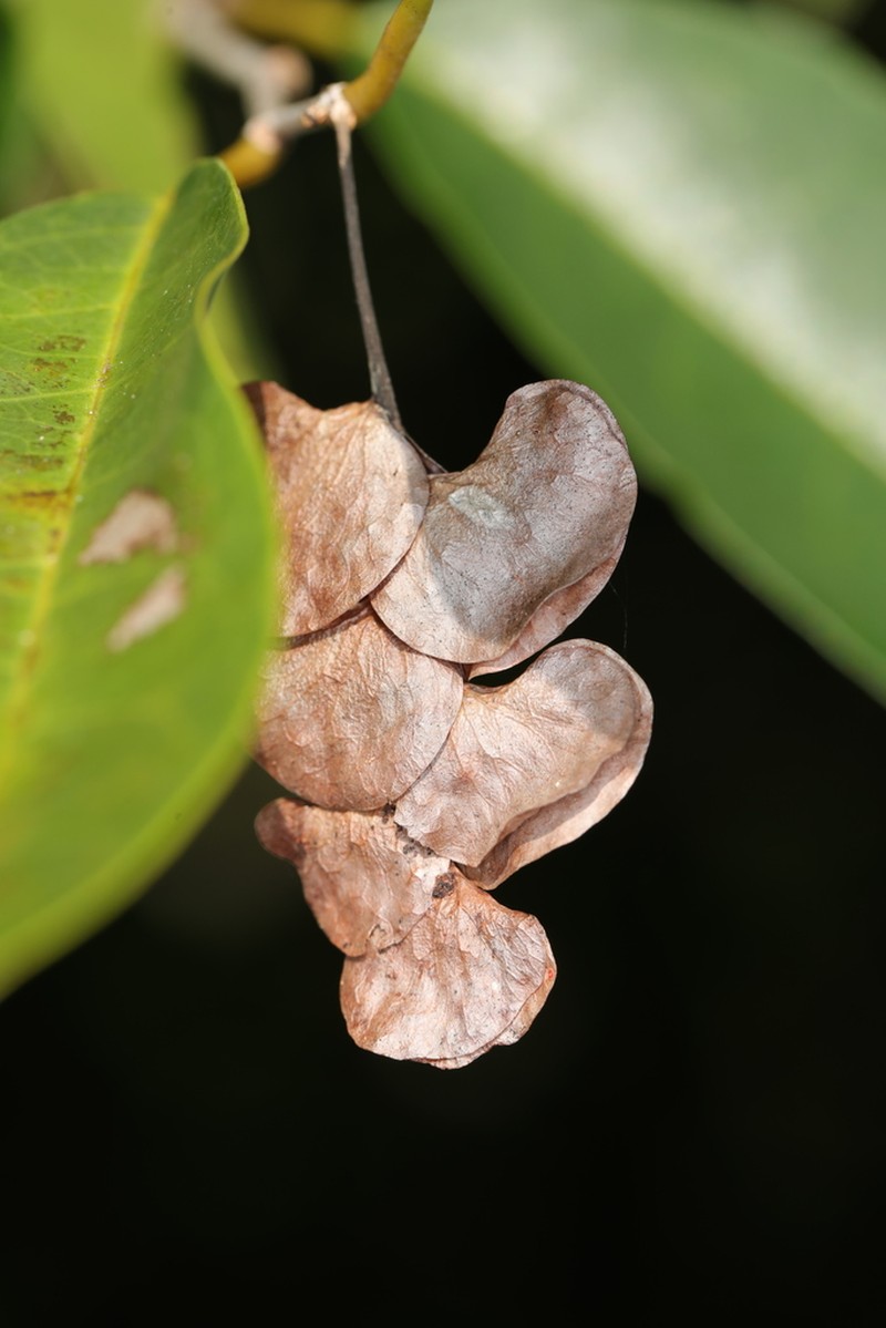 Homalium involucratum photo 6