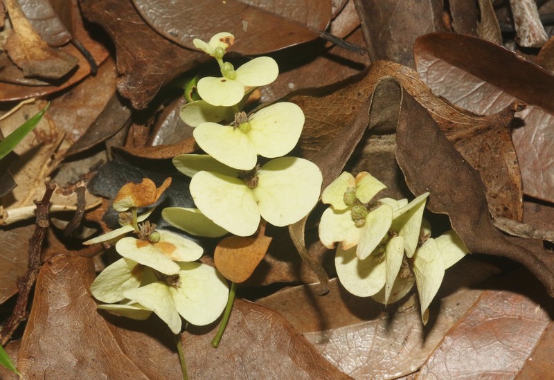 Homalium involucratum photo 8