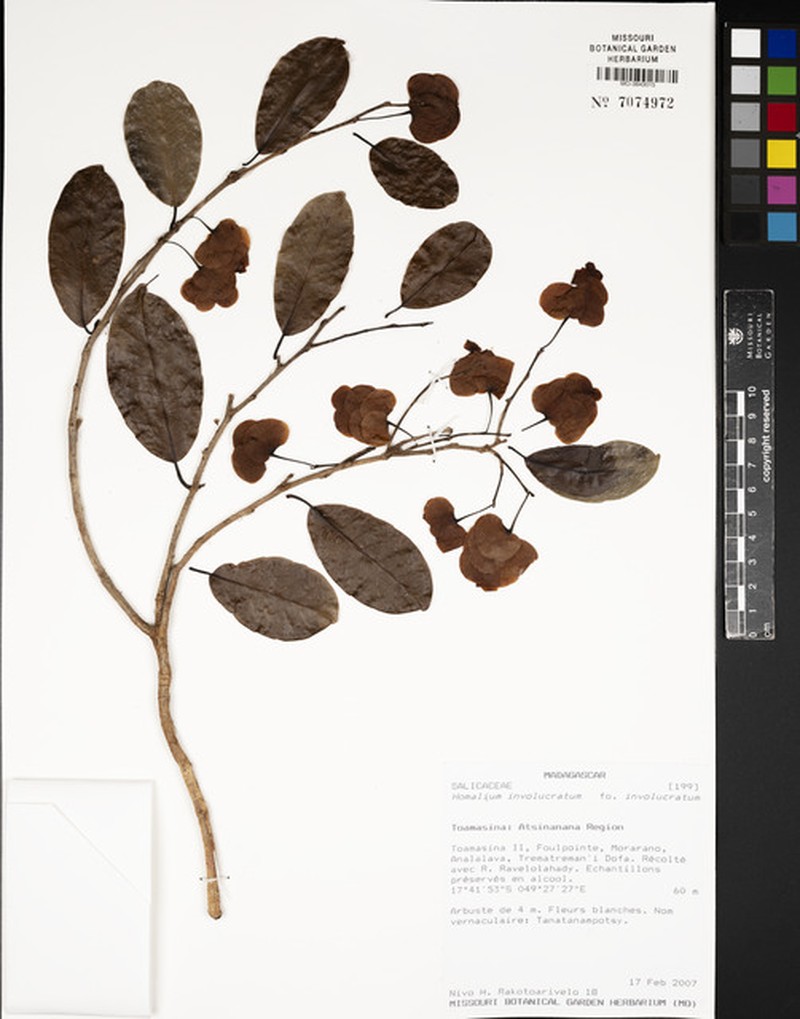 Homalium involucratum f. involucratum