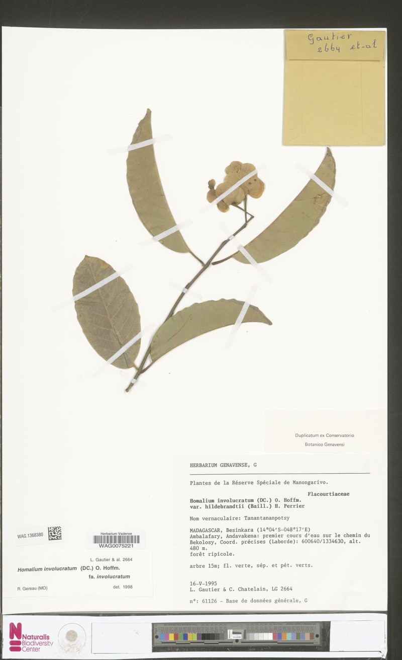 Homalium involucratum f. involucratum photo 2