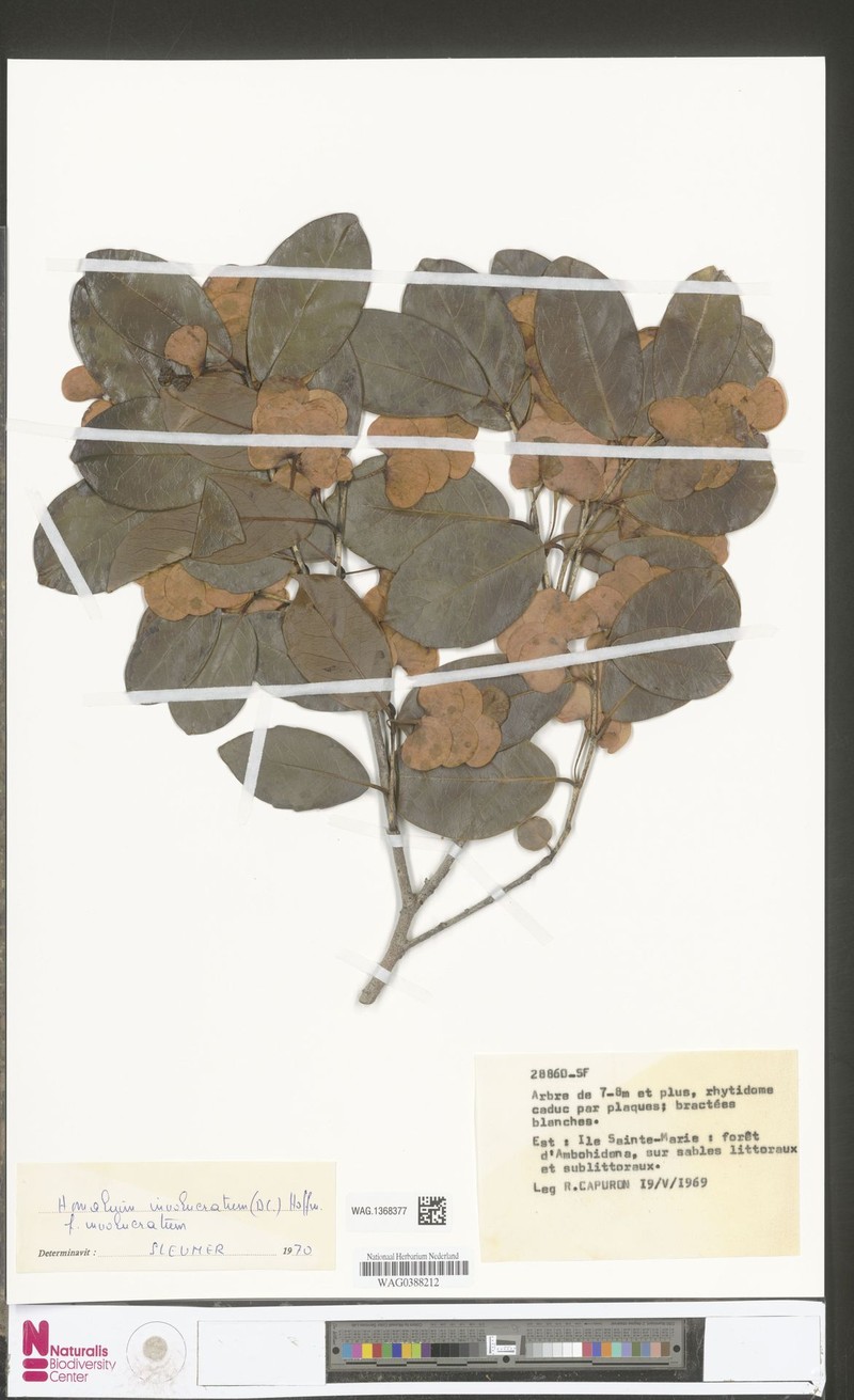 Homalium involucratum f. involucratum photo 3