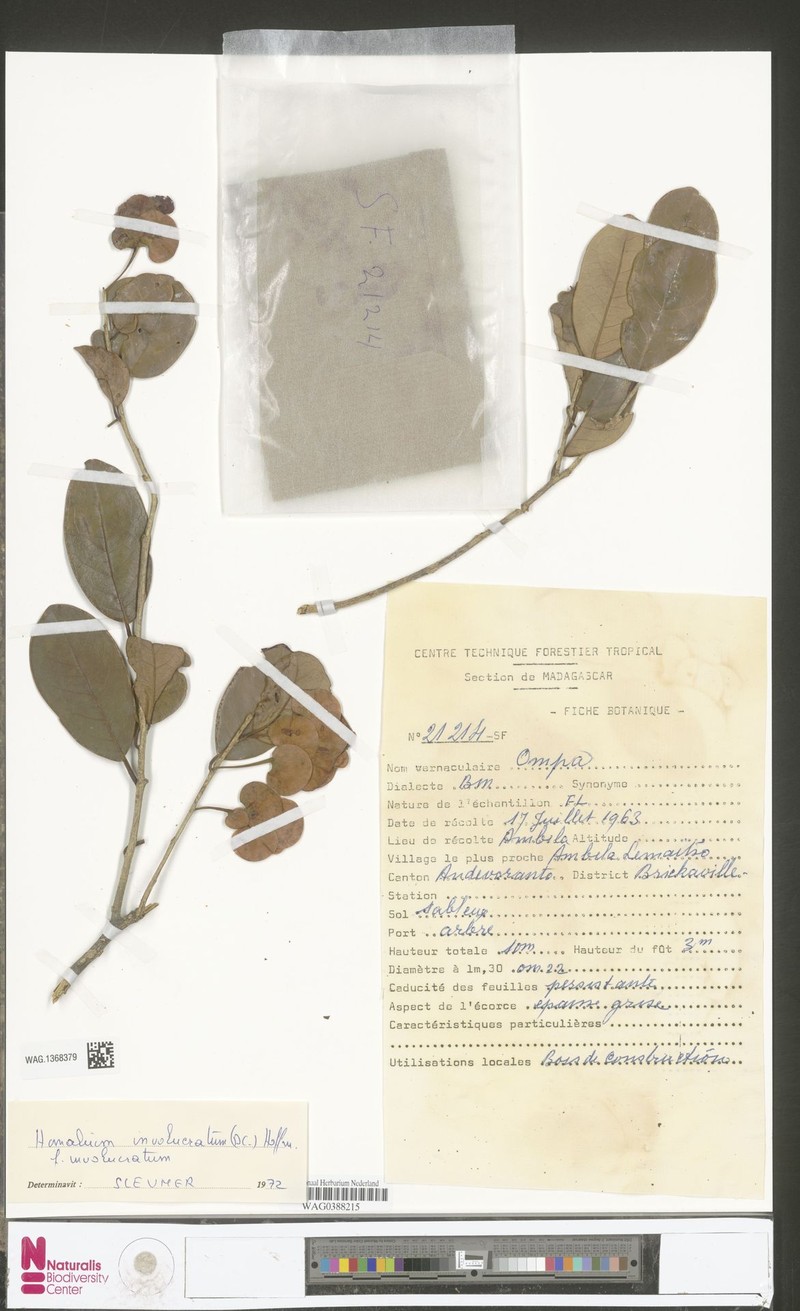 Homalium involucratum f. involucratum photo 4