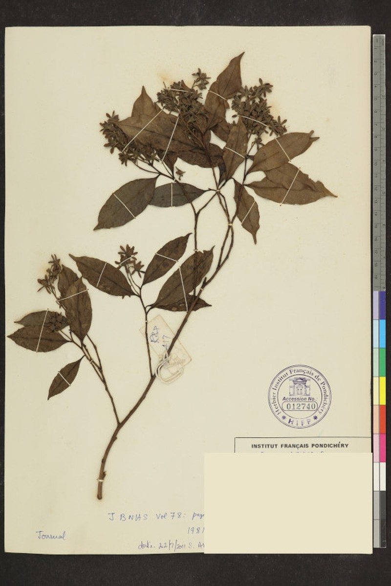 Homalium jainii