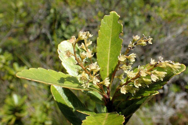 Homalium kanaliense photo 6