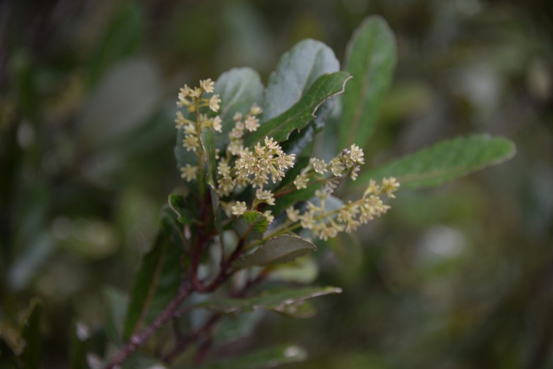 Homalium kanaliense photo 8