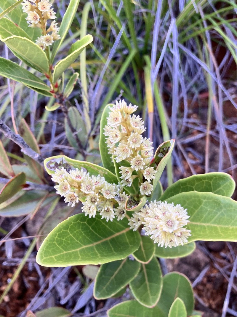 Homalium kanaliense var. boulindae