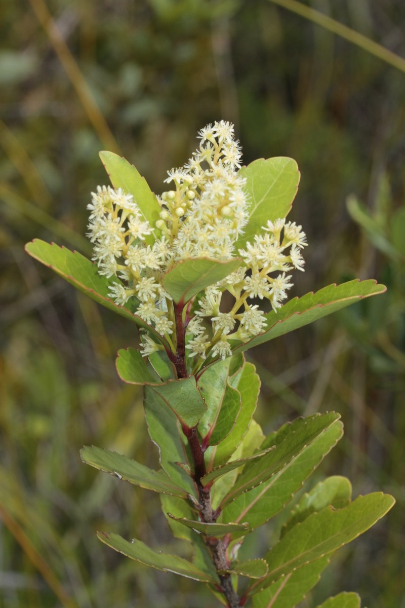 Homalium kanaliense var. kanaliense