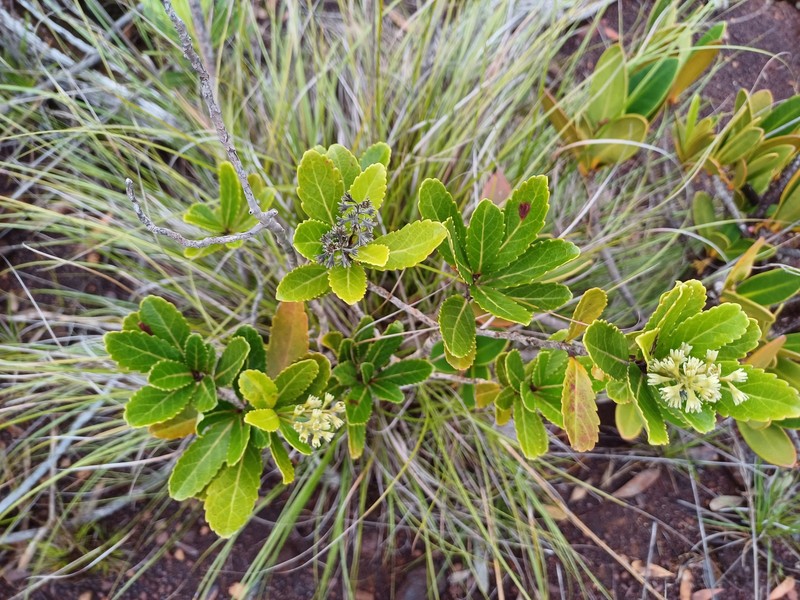 Homalium kanaliense var. kanaliense photo 4