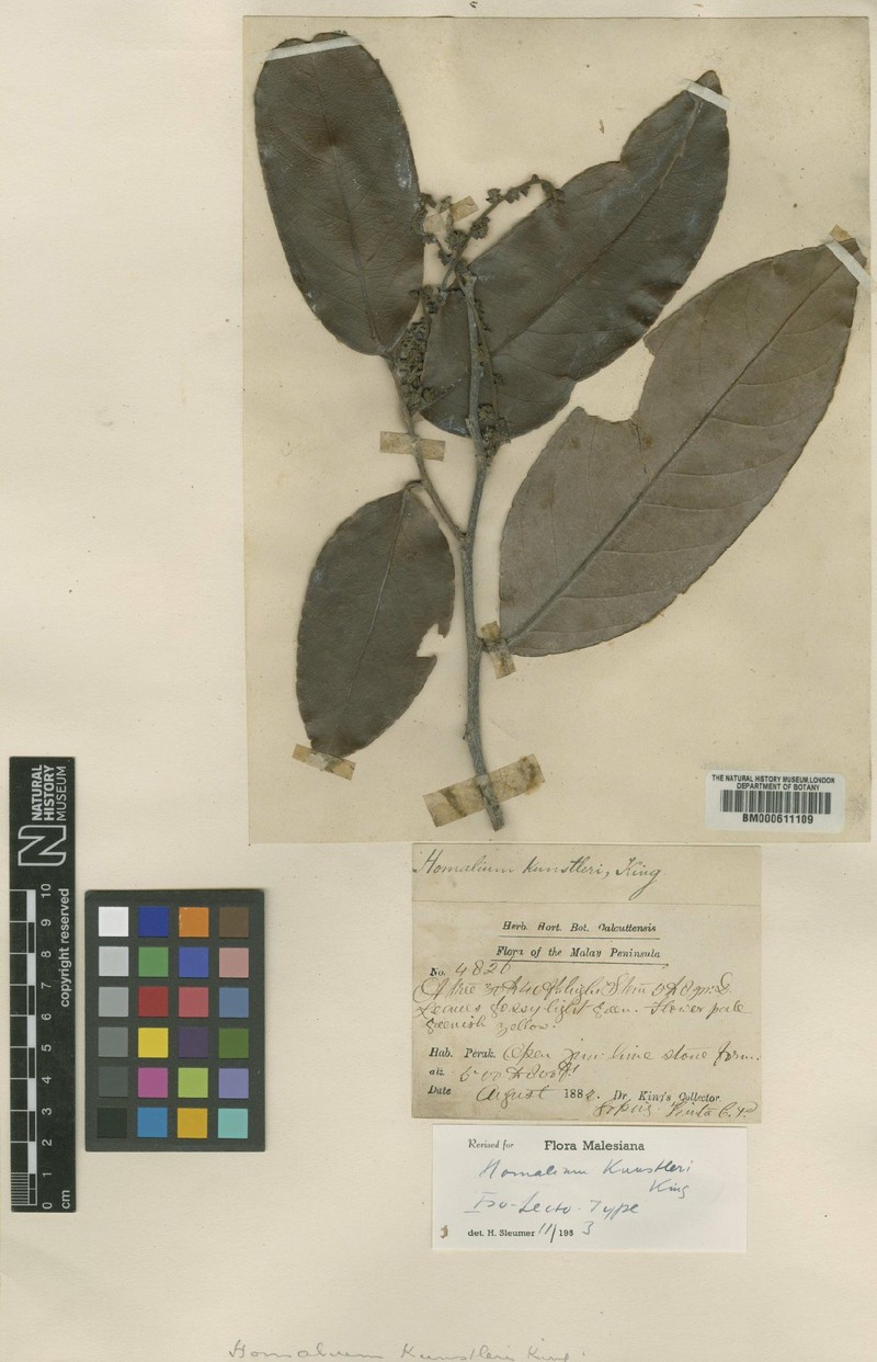 Homalium kunstleri