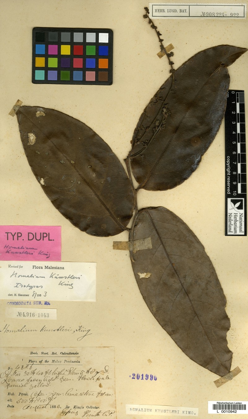 Homalium kunstleri photo 2