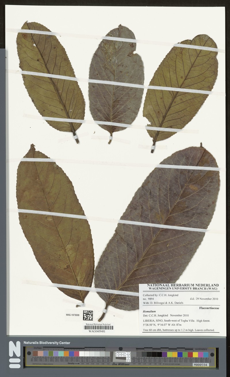 Homalium lastoursvillense