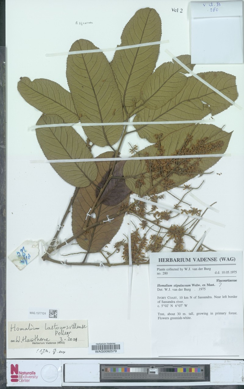 Homalium lastoursvillense photo 2