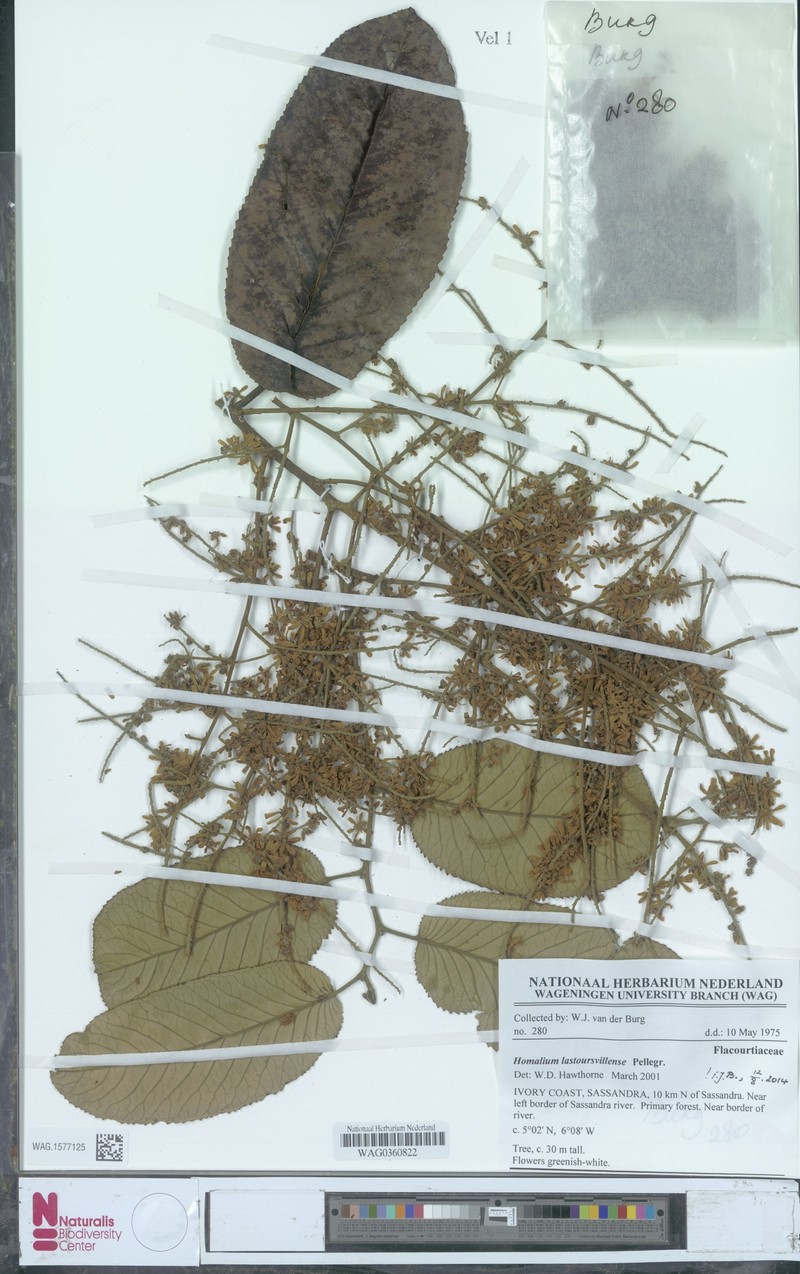 Homalium lastoursvillense photo 3
