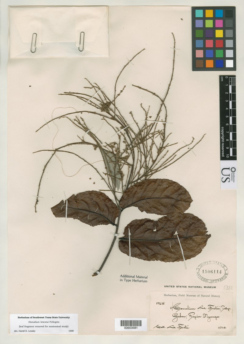 Homalium letestui