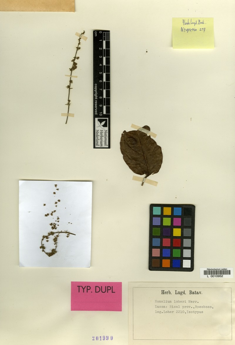 Homalium loheri photo 2