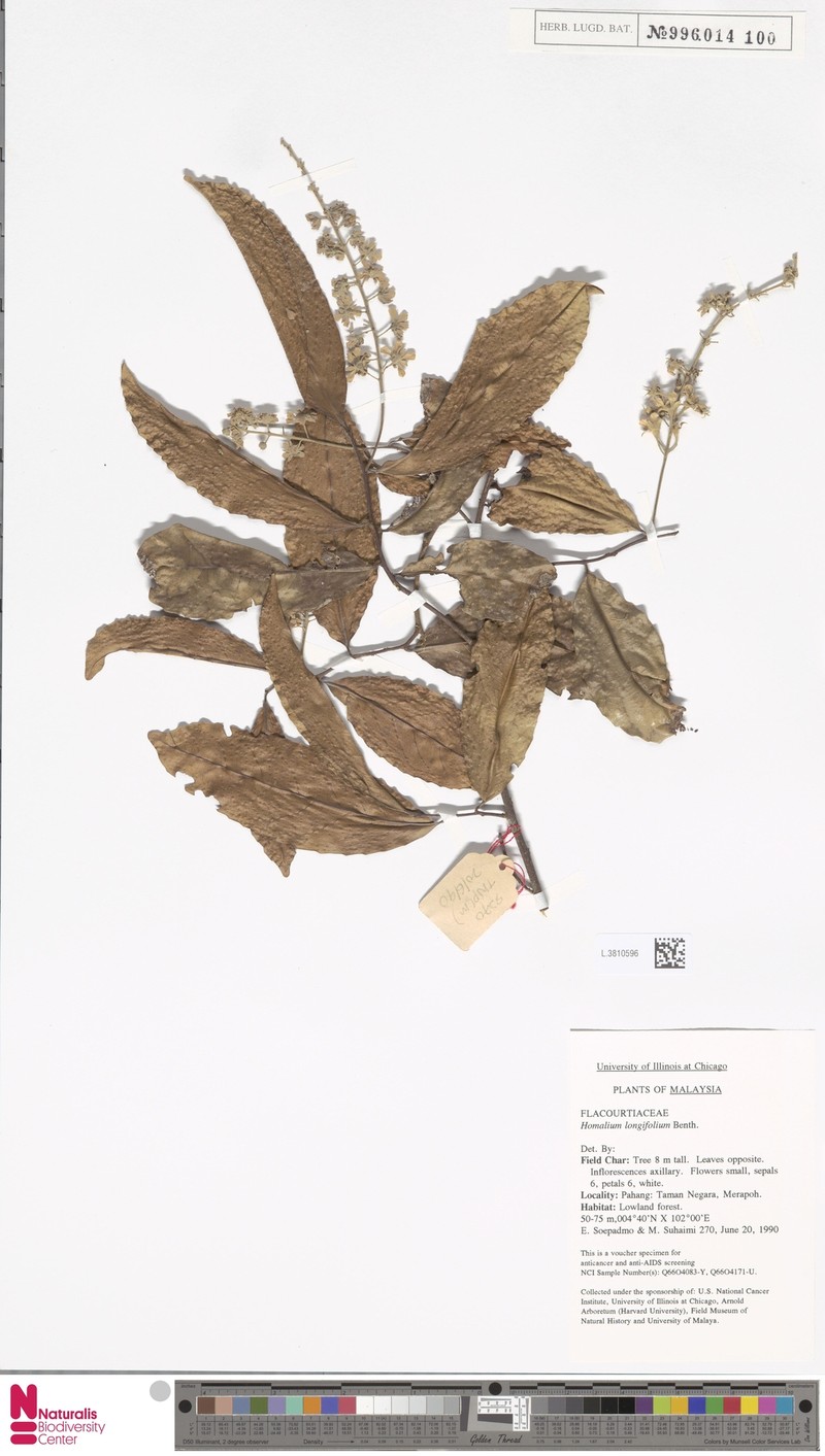 Homalium longifolium