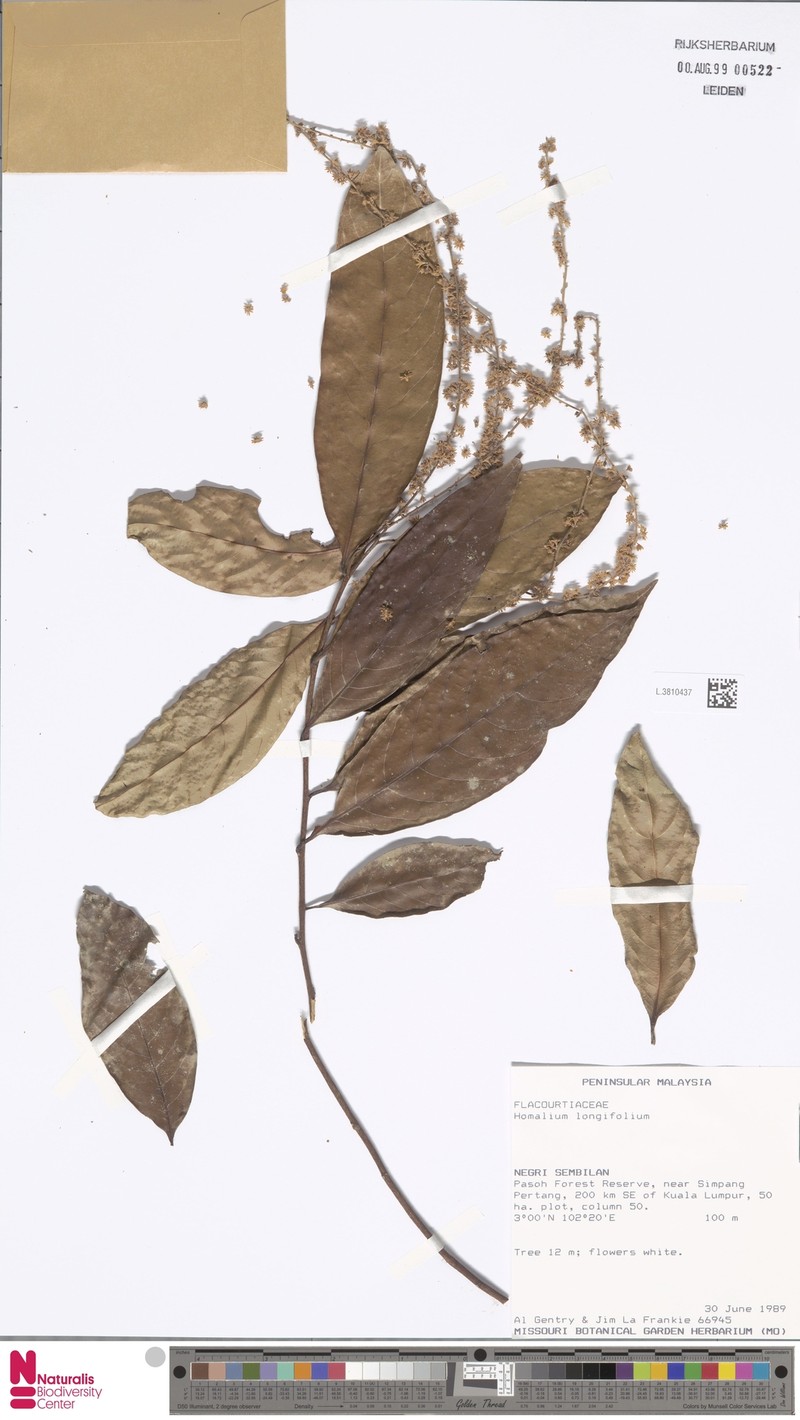 Homalium longifolium photo 2