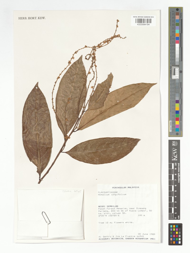 Homalium longifolium photo 3