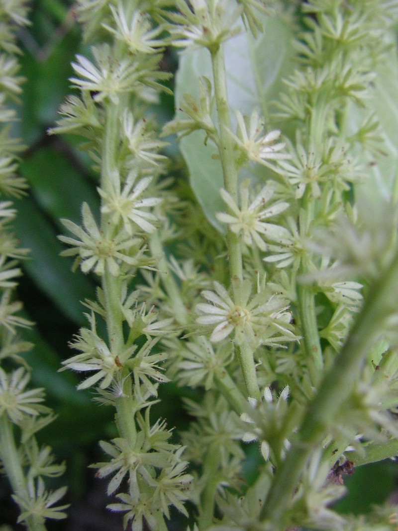 Homalium longiracemosum