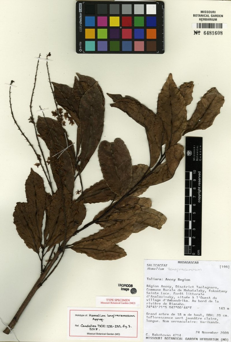 Homalium longiracemosum photo 2