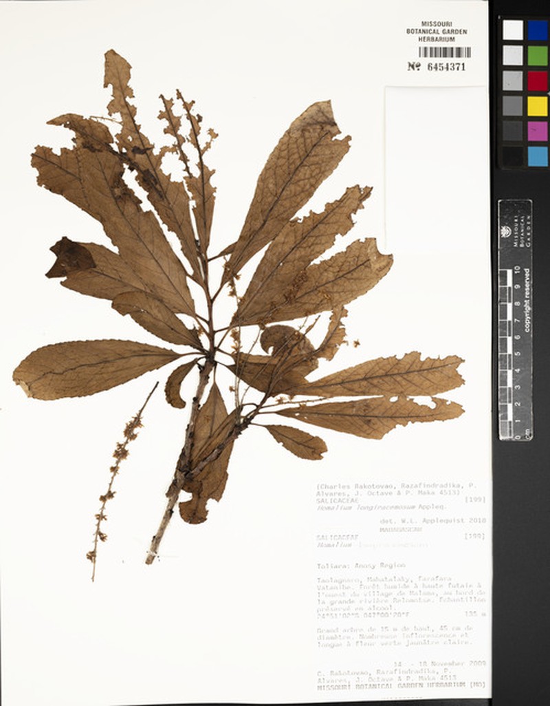 Homalium longiracemosum photo 3