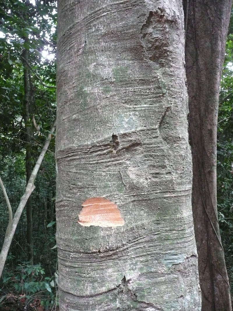 Homalium longistylum