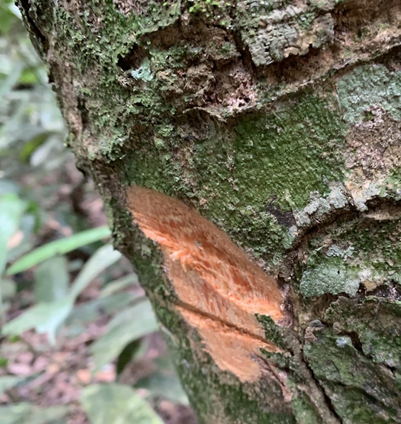 Homalium longistylum photo 3