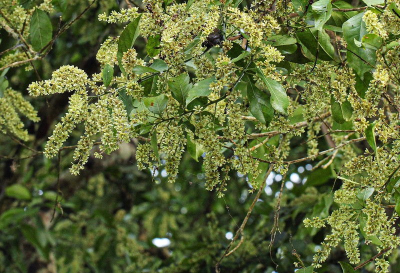Homalium longistylum photo 4