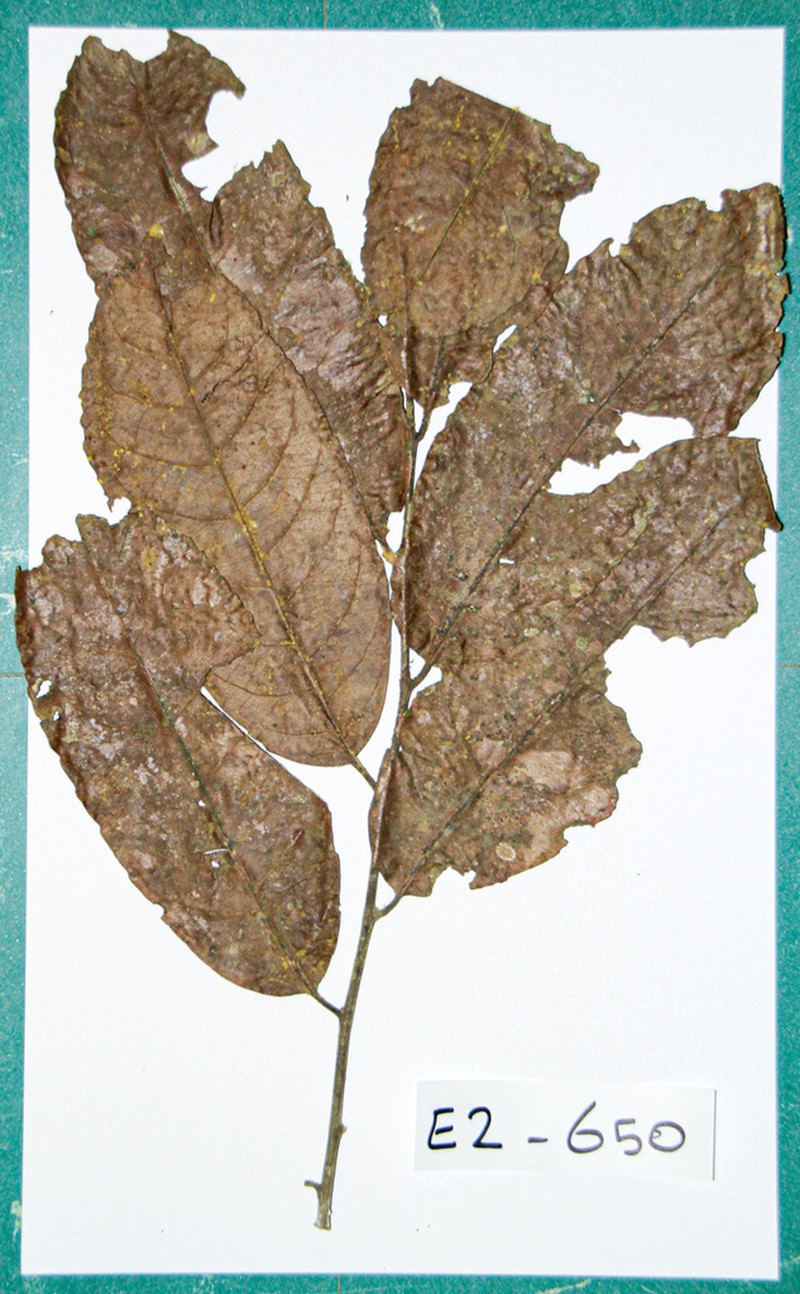 Homalium longistylum photo 5