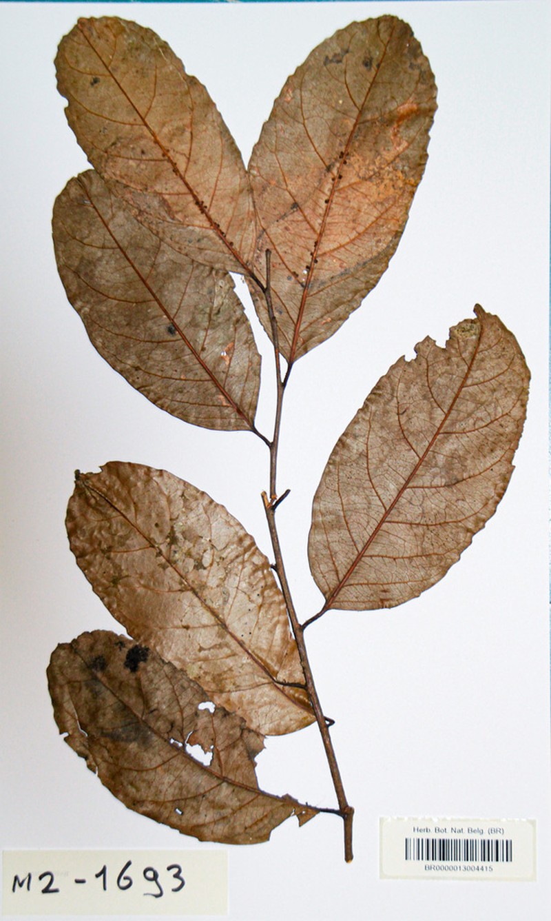 Homalium longistylum photo 6
